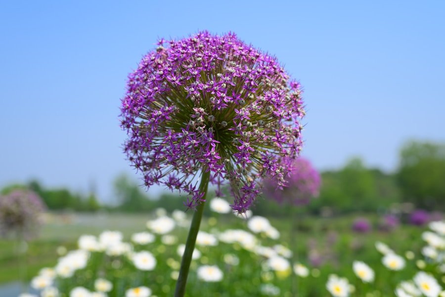 Conoce los secretos detrás del éxito de los huertos comunitarios circulares en Emiratos Árabes Unidos