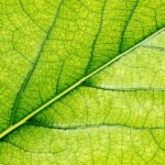 Beneficios económicos y ambientales de las certificaciones sostenibles en el sector urbano