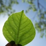 ¿Por qué las certificaciones ecológicas son clave para el éxito a largo plazo de tu empresa?